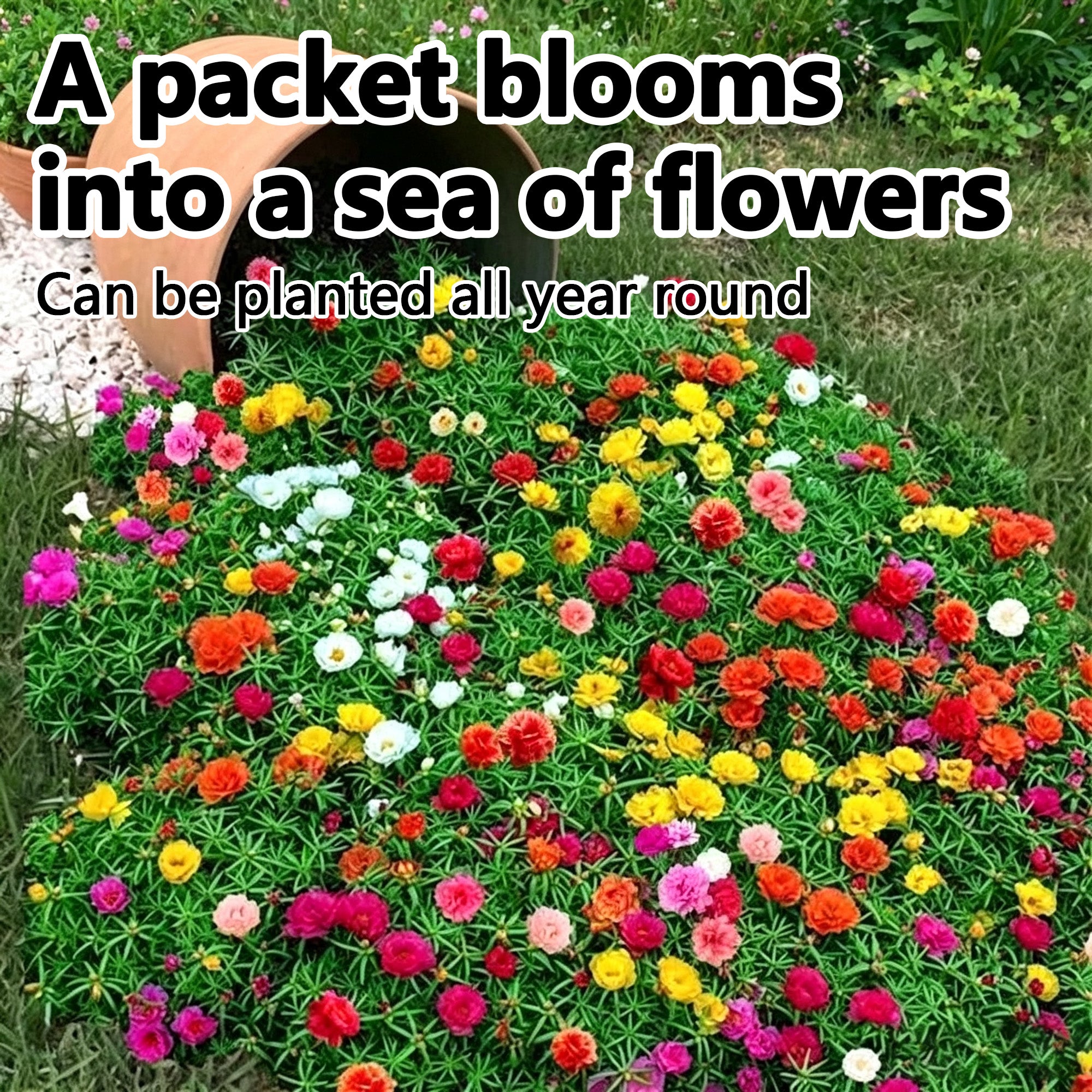 Double-petaled sunflower seeds mixed color pine leaf peony flowers