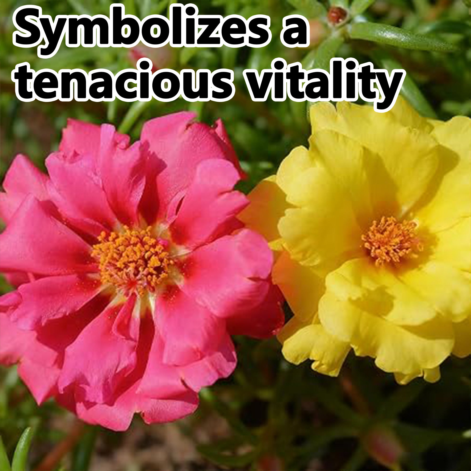 Double-petaled sunflower seeds mixed color pine leaf peony flowers