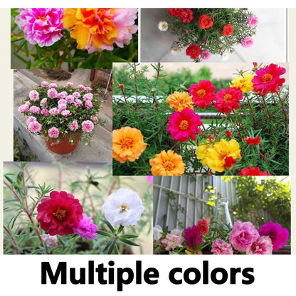 Double-petaled sunflower seeds mixed color pine leaf peony flowers