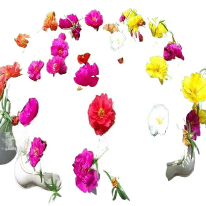 Double-petaled sunflower seeds mixed color pine leaf peony flowers